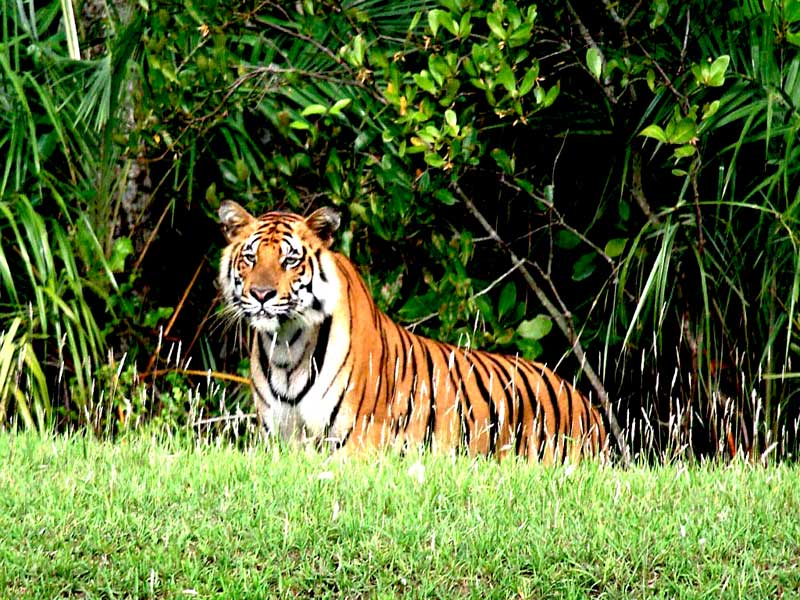 Royal Bengal Tiger of Sundarban